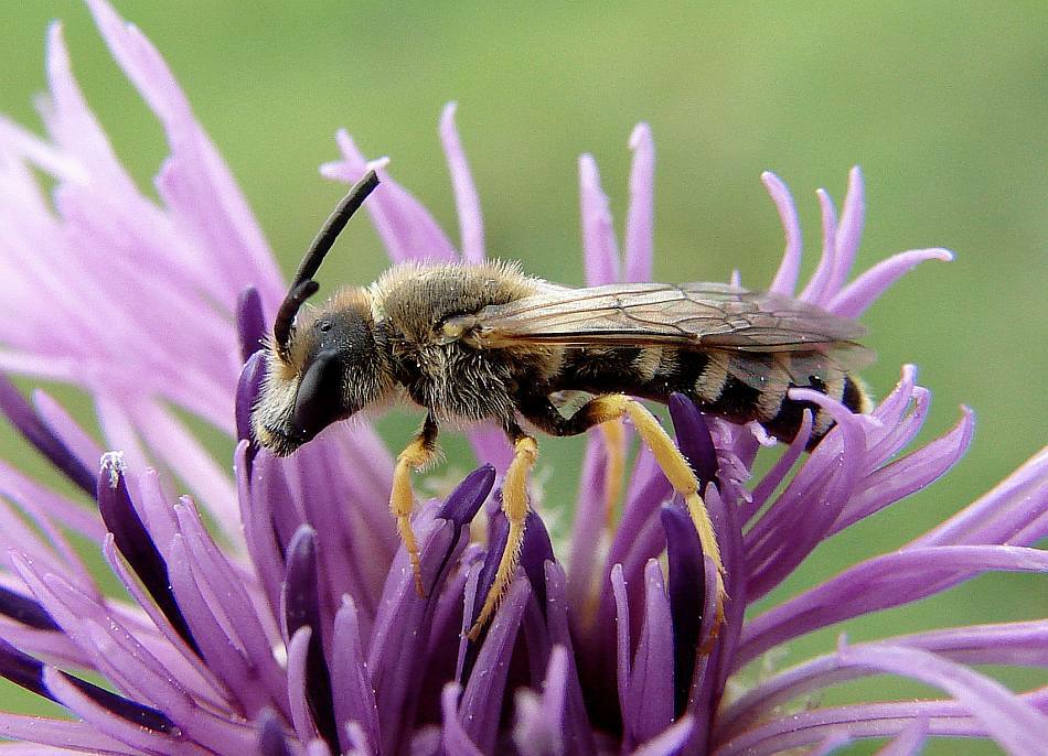 Bild zum Artikel Wildbienen